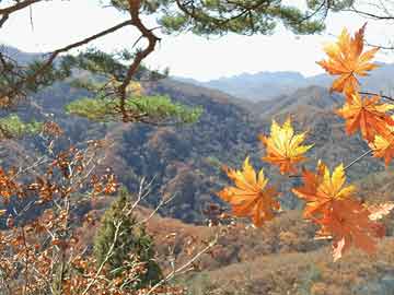 景区落地广告牌规划图纸，从规划到应用的完整图景